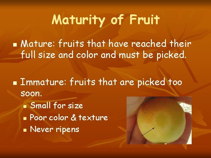 Maturity of Fruit n n Mature: fruits that have reached their full size and