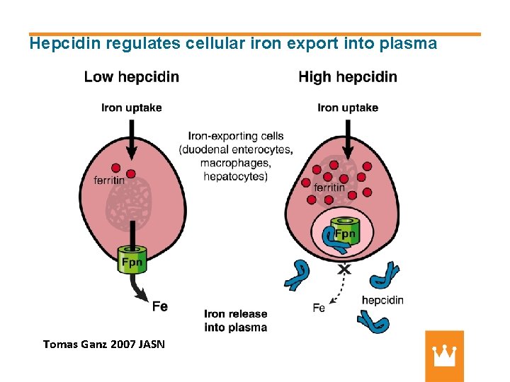 Hepcidin regulates cellular iron export into plasma Tomas Ganz 2007 JASN 