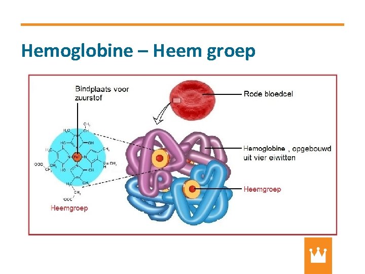 Hemoglobine – Heem groep 