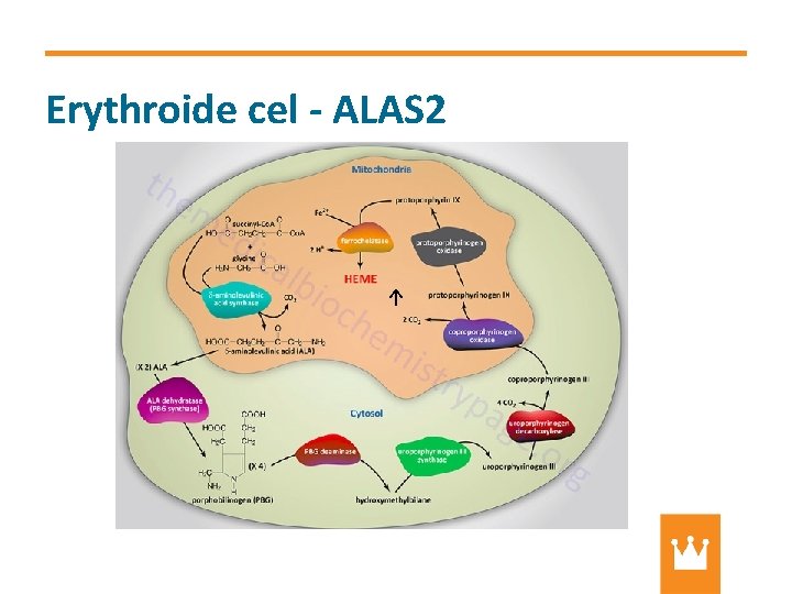 Erythroide cel - ALAS 2 ↑ 