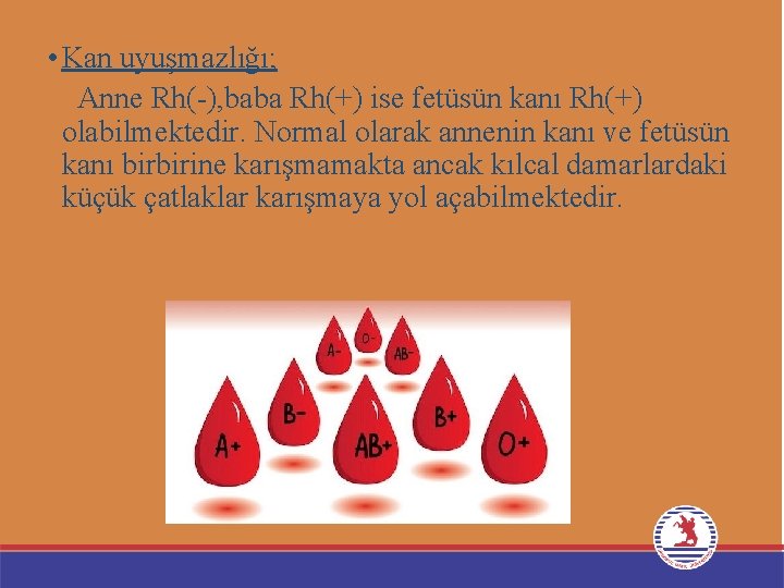 • Kan uyuşmazlığı; Anne Rh(-), baba Rh(+) ise fetüsün kanı Rh(+) olabilmektedir. Normal