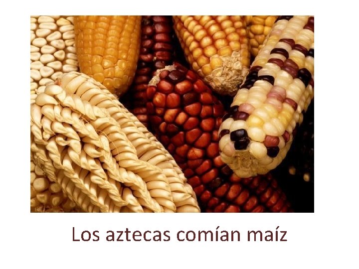 Los aztecas comían maíz 