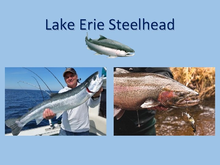 Lake Erie Steelhead 