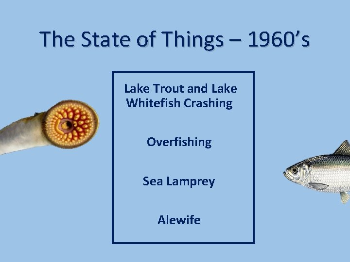 The State of Things – 1960’s Lake Trout and Lake Whitefish Crashing Overfishing Sea