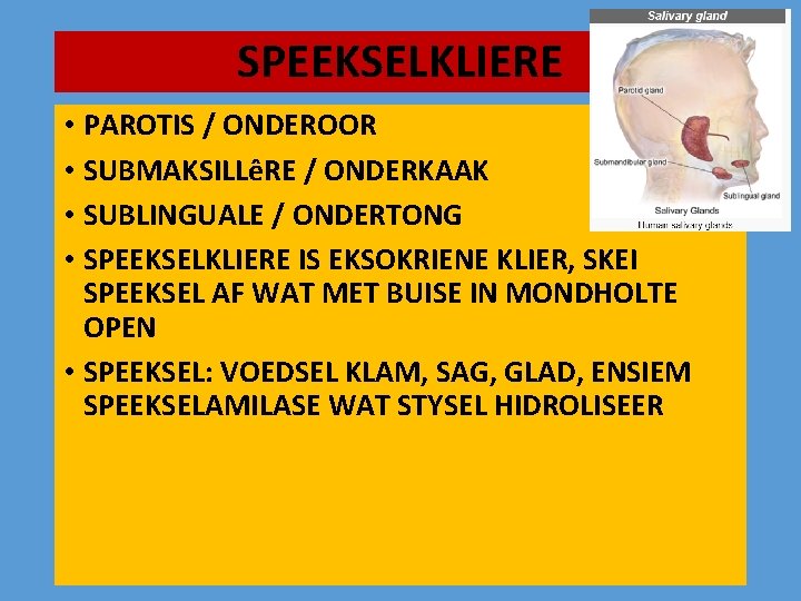 SPEEKSELKLIERE • PAROTIS / ONDEROOR • SUBMAKSILLêRE / ONDERKAAK • SUBLINGUALE / ONDERTONG •