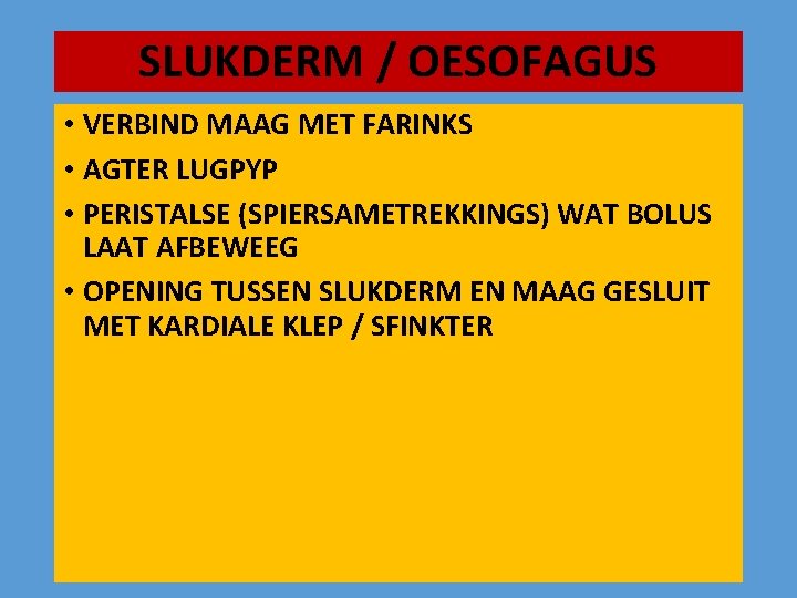 SLUKDERM / OESOFAGUS • VERBIND MAAG MET FARINKS • AGTER LUGPYP • PERISTALSE (SPIERSAMETREKKINGS)