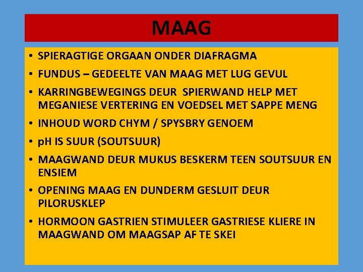 MAAG • SPIERAGTIGE ORGAAN ONDER DIAFRAGMA • FUNDUS – GEDEELTE VAN MAAG MET LUG