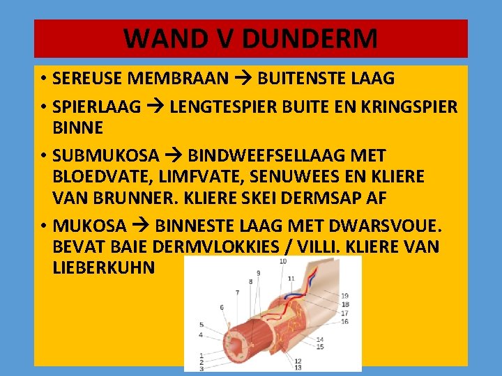 WAND V DUNDERM • SEREUSE MEMBRAAN BUITENSTE LAAG • SPIERLAAG LENGTESPIER BUITE EN KRINGSPIER