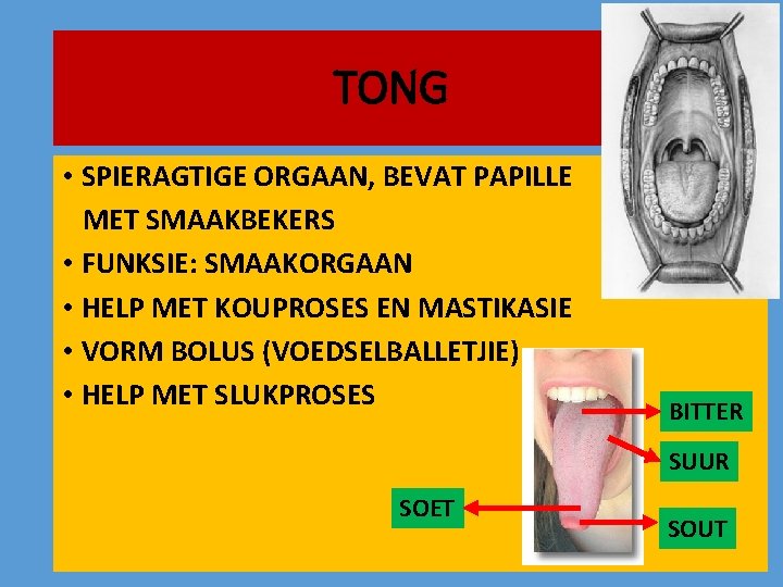 TONG • SPIERAGTIGE ORGAAN, BEVAT PAPILLE MET SMAAKBEKERS • FUNKSIE: SMAAKORGAAN • HELP MET