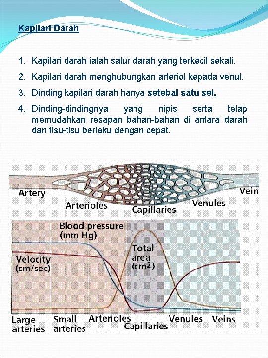 Kapilari Darah 1. Kapilari darah ialah salur darah yang terkecil sekali. 2. Kapilari darah