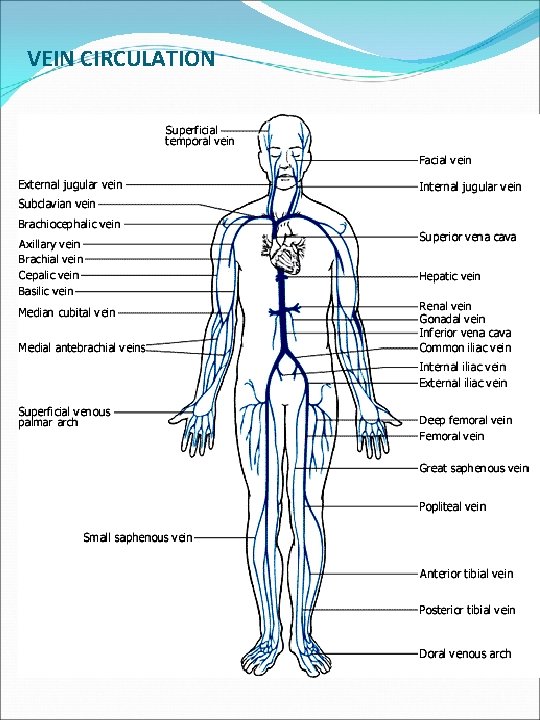 VEIN CIRCULATION 