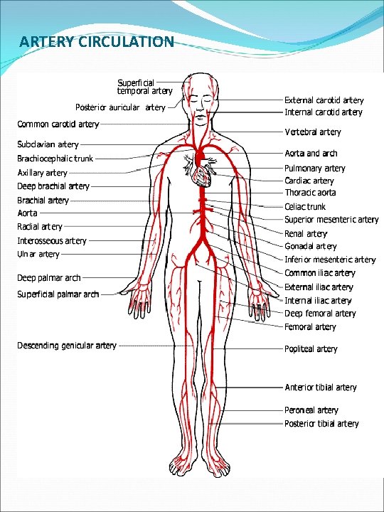 ARTERY CIRCULATION 