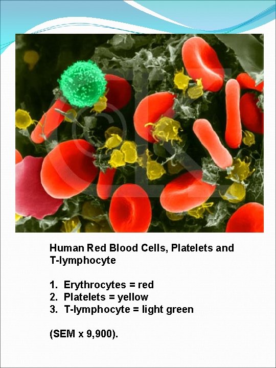 Human Red Blood Cells, Platelets and T-lymphocyte 1. Erythrocytes = red 2. Platelets =