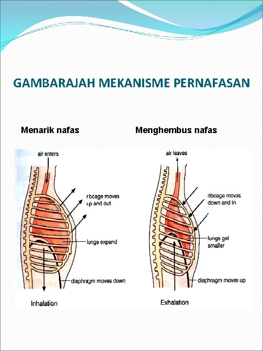 GAMBARAJAH MEKANISME PERNAFASAN Menarik nafas Menghembus nafas 