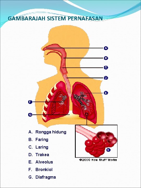 GAMBARAJAH SISTEM PERNAFASAN A. Rongga hidung B. Faring C. Laring D. Trakea E. Alveolus