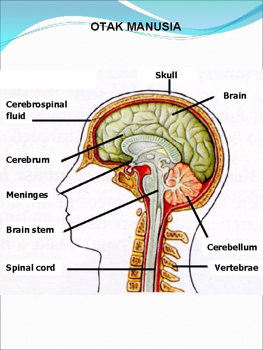 OTAK MANUSIA Skull Cerebrospinal fluid Brain Cerebrum Meninges Brain stem Cerebellum Spinal cord Vertebrae