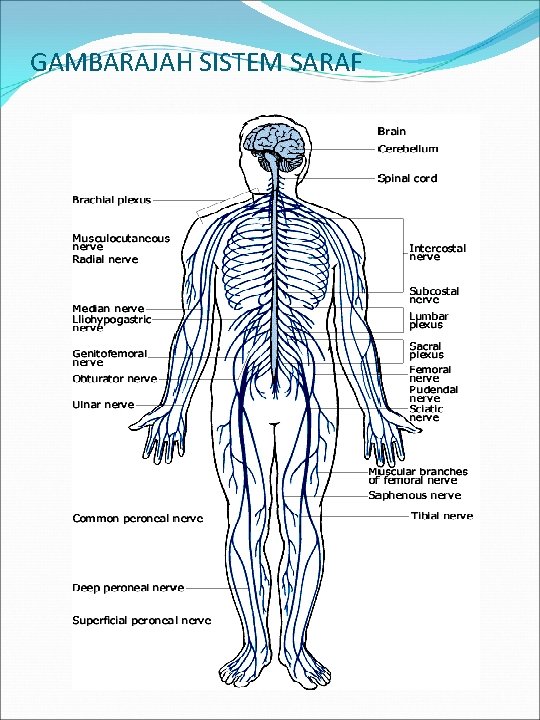 GAMBARAJAH SISTEM SARAF 