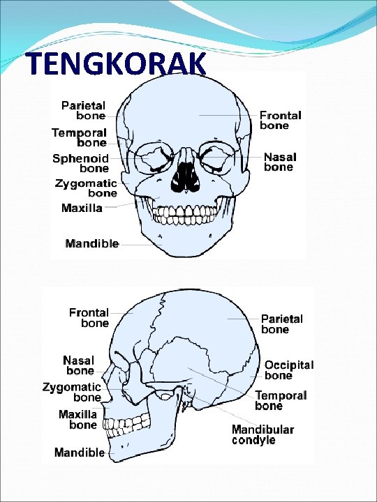 TENGKORAK 