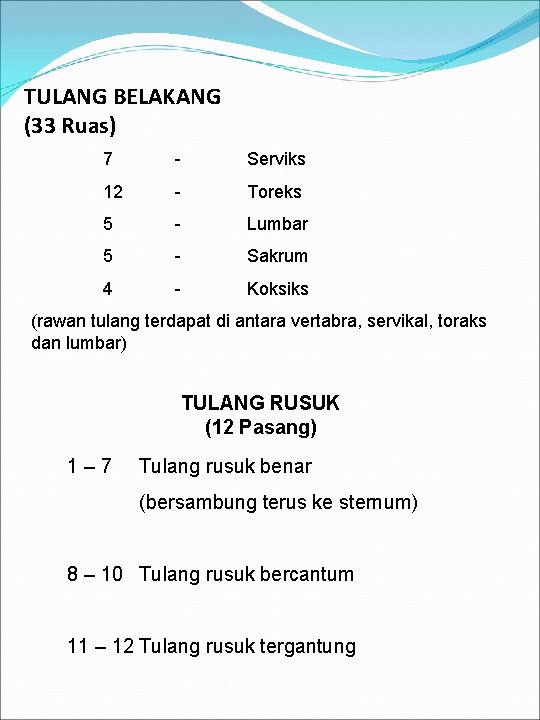 TULANG BELAKANG (33 Ruas) 7 - Serviks 12 - Toreks 5 - Lumbar 5