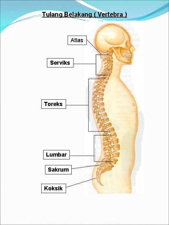 Tulang Belakang ( Vertebra ) Atlas Serviks Toreks Lumbar Sakrum Koksik 