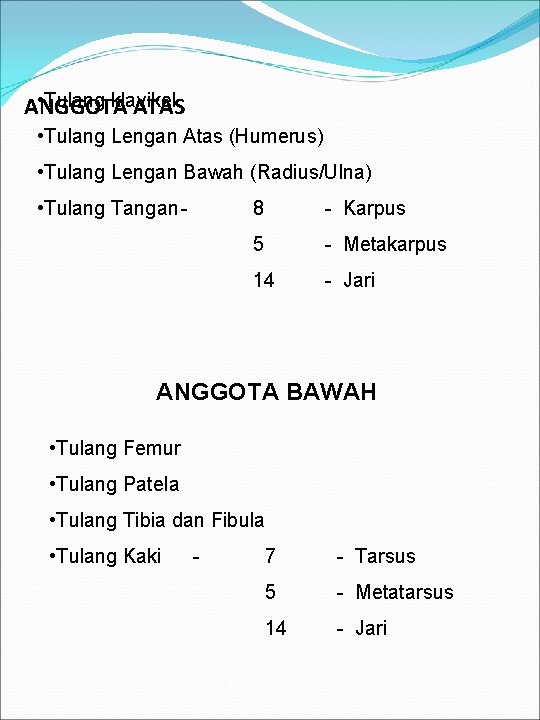  • Tulang klavikel ANGGOTA ATAS • Tulang Lengan Atas (Humerus) • Tulang Lengan