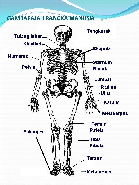 GAMBARAJAH RANGKA MANUSIA Tengkorak Tulang leher Klavikel Skapula Humerus Pelvis Sternum Rusuk Lumbar Radius