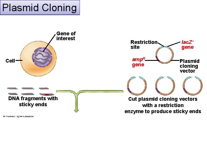 Plasmid Cloning Gene of interest Cell DNA fragments with sticky ends Restriction site amp.