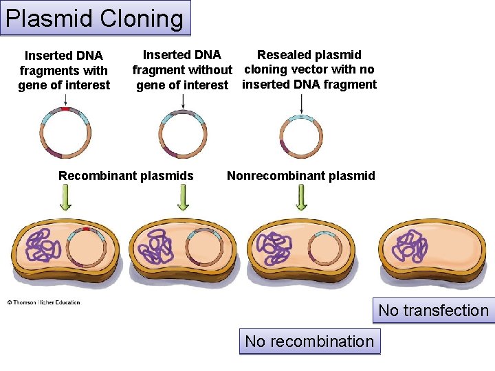 Plasmid Cloning Inserted DNA fragments with gene of interest Resealed plasmid Inserted DNA fragment