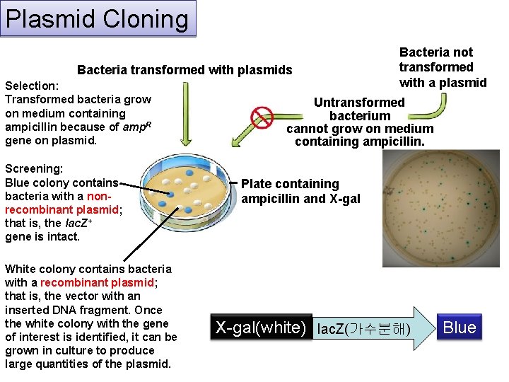 Plasmid Cloning Bacteria transformed with plasmids Selection: Transformed bacteria grow on medium containing ampicillin