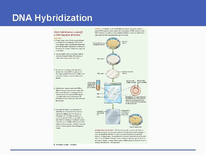 DNA Hybridization 