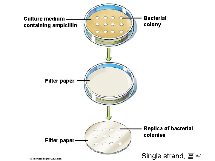 Culture medium containing ampicillin Bacterial colony Filter paper Replica of bacterial colonies Single strand,