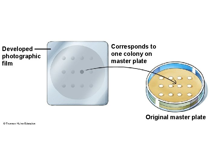 Developed photographic film Corresponds to one colony on master plate Original master plate 