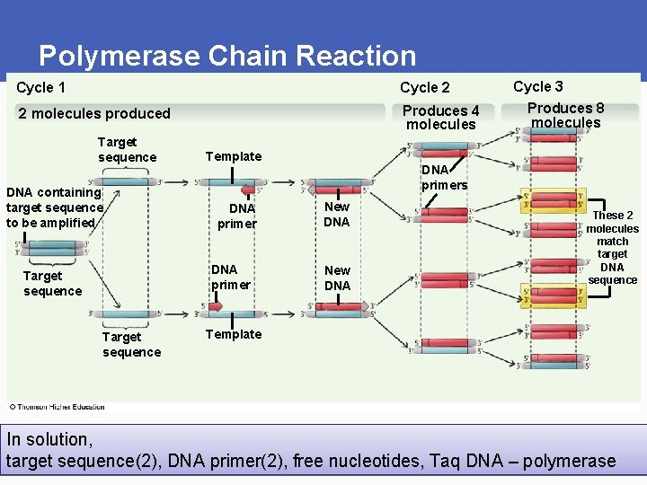 Polymerase Chain Reaction Cycle 1 Cycle 2 2 molecules produced Produces 4 molecules Target