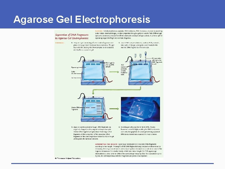 Agarose Gel Electrophoresis 