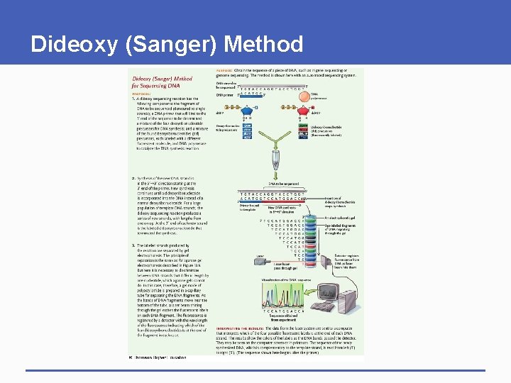 Dideoxy (Sanger) Method 