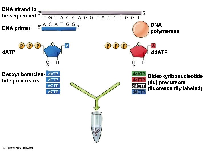 DNA strand to be sequenced DNA primer DNA polymerase d. ATP dd. ATP Deoxyribonucleotide