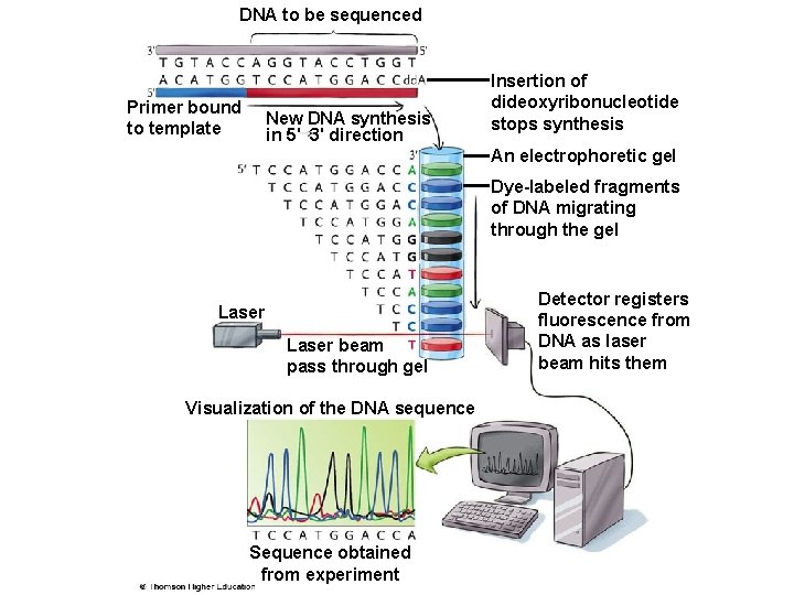 DNA to be sequenced Primer bound to template New DNA synthesis in 5' 3'