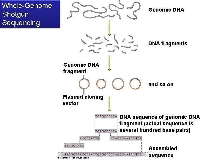 Whole-Genome Shotgun Sequencing Genomic DNA fragments Genomic DNA fragment and so on Plasmid cloning