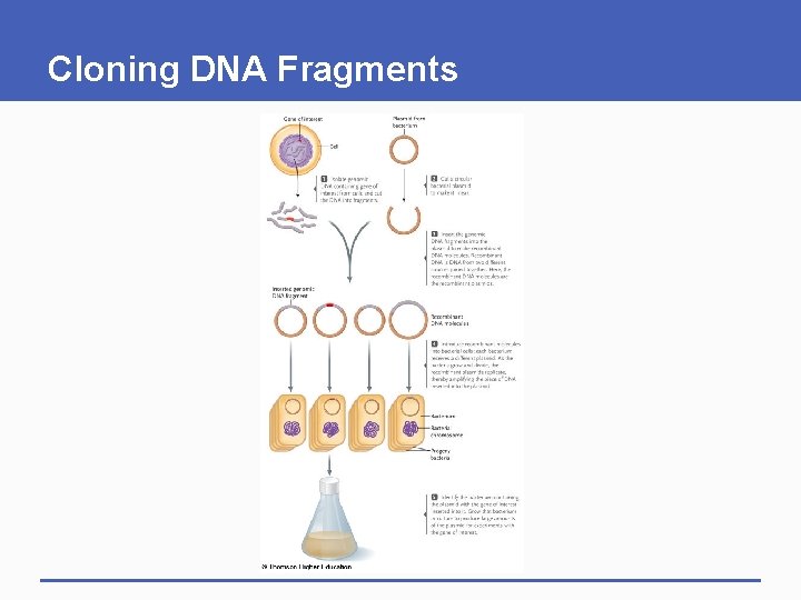 Cloning DNA Fragments 