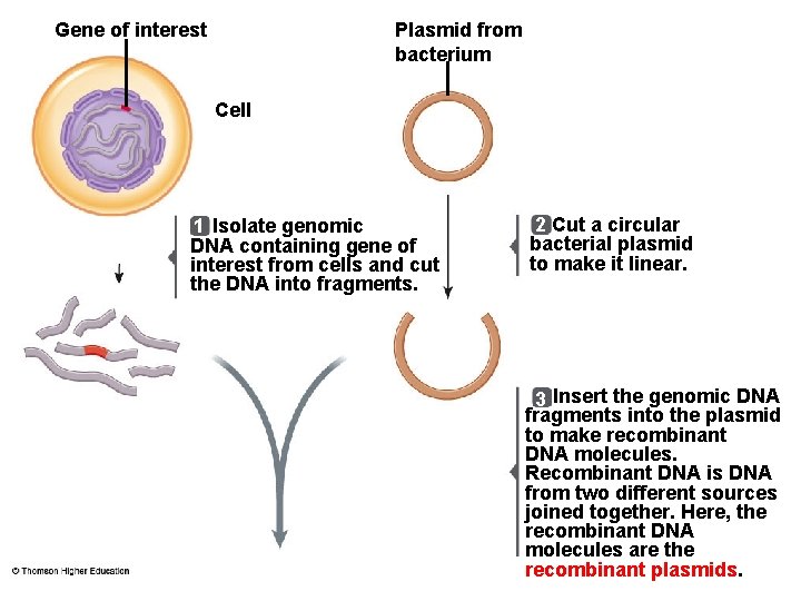 Gene of interest Plasmid from bacterium Cell 1 Isolate genomic DNA containing gene of