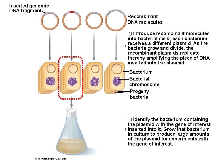 Inserted genomic DNA fragment Recombinant DNA molecules 4 Introduce recombinant molecules into bacterial cells;