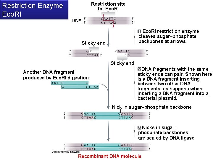 Restriction site for Eco. RI Restriction Enzyme Eco. RI DNA 1 Eco. RI restriction