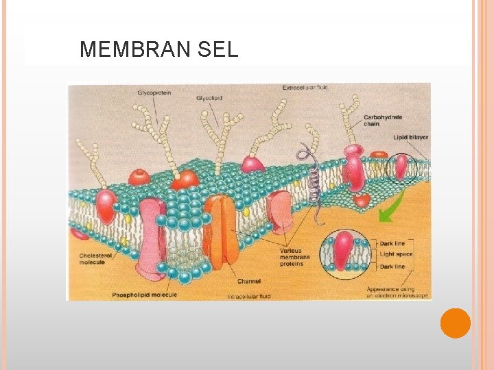 MEMBRAN SEL 