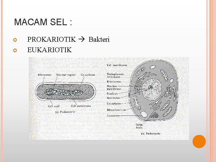 MACAM SEL : PROKARIOTIK Bakteri EUKARIOTIK 