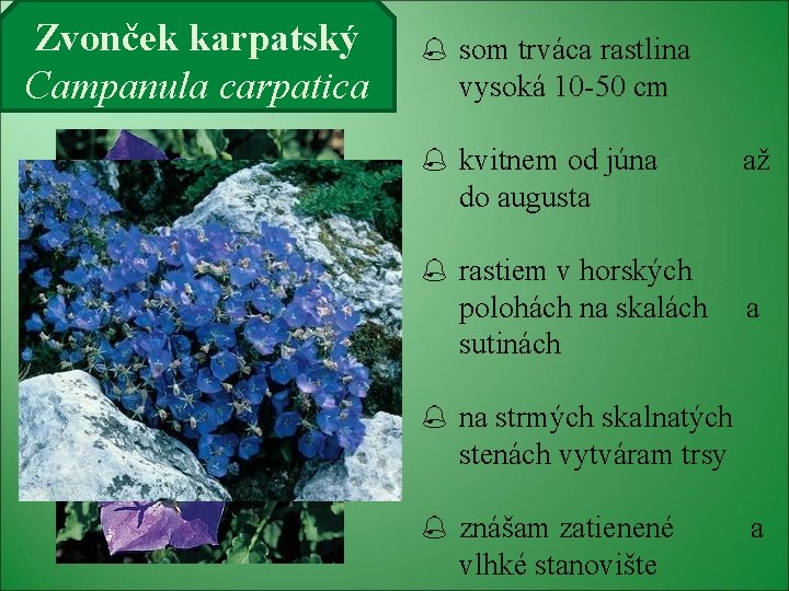 Zvonček karpatský Campanula carpatica som trváca rastlina vysoká 10 -50 cm kvitnem od júna