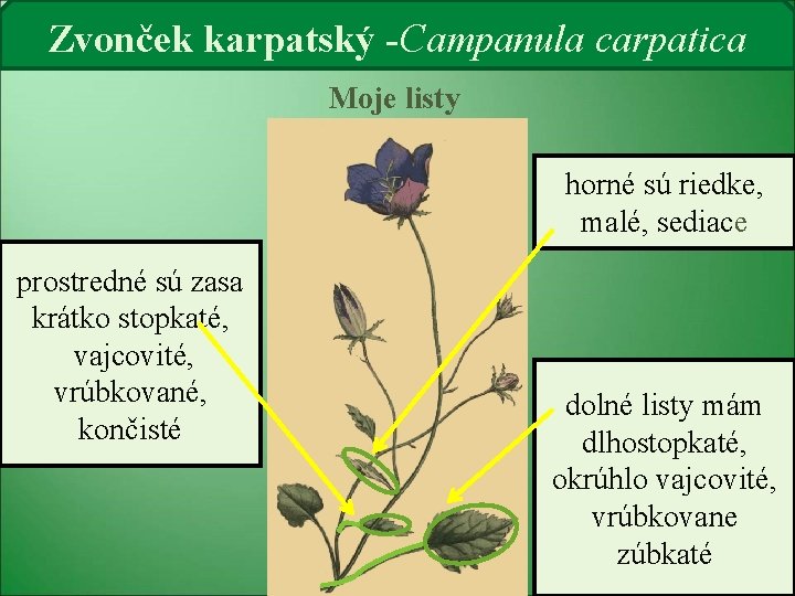 Zvonček karpatský -Campanula carpatica Moje listy horné sú riedke, malé, sediace prostredné sú zasa