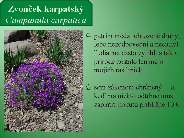 Zvonček karpatský Campanula carpatica patrím medzi ohrozené druhy, lebo nezodpovední a necitliví ľudia ma