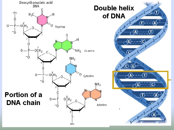 Double helix of DNA Portion of a DNA chain 41 