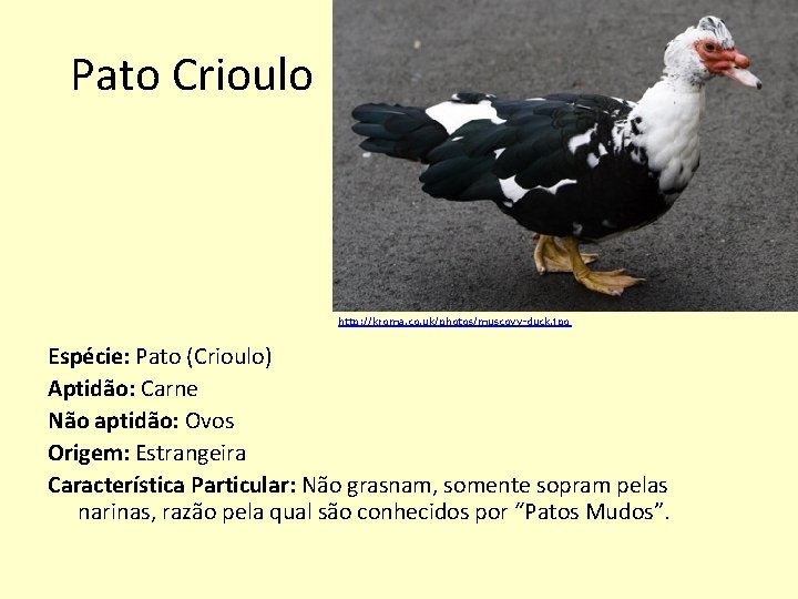 Pato Crioulo http: //kroma. co. uk/photos/muscovy-duck. jpg Espécie: Pato (Crioulo) Aptidão: Carne Não aptidão: