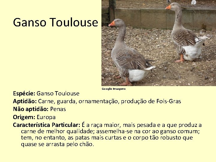 Ganso Toulouse Google imagens Espécie: Ganso Toulouse Aptidão: Carne, guarda, ornamentação, produção de Fois-Gras